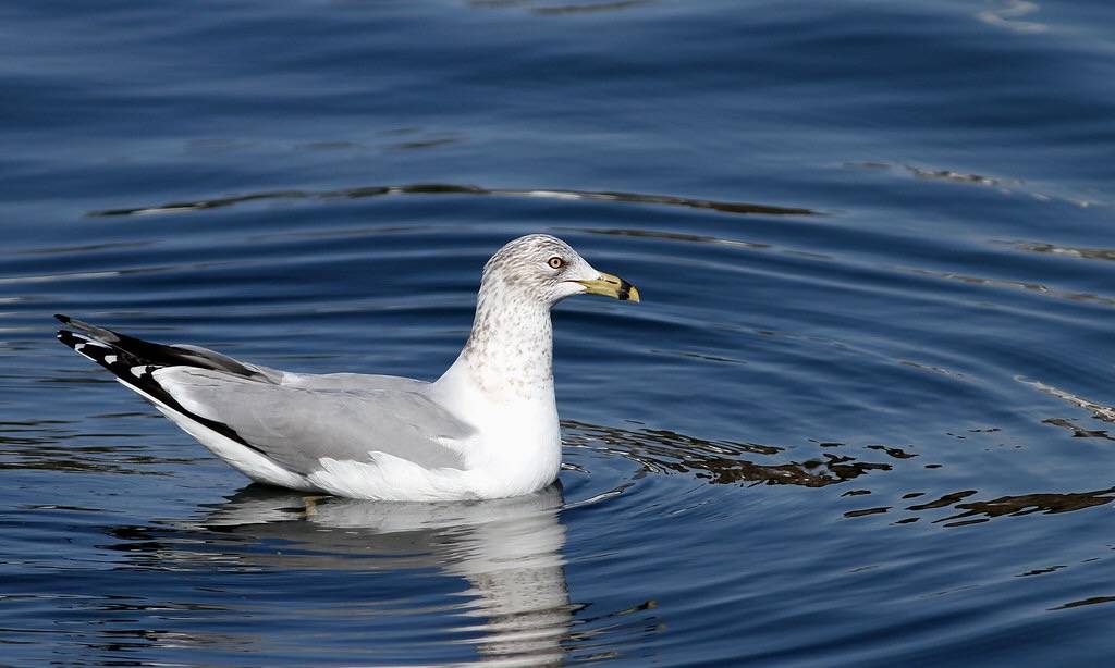 Ring-billed Gull by Fyn Kynd is licensed under CC BY 2.0.